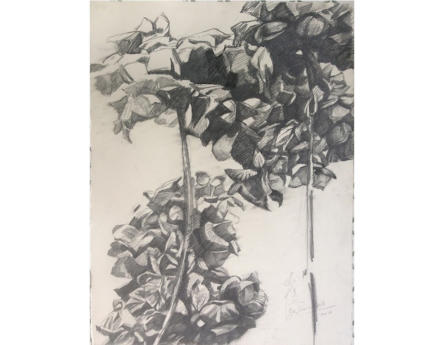 Hydrangea Macrophylla IV